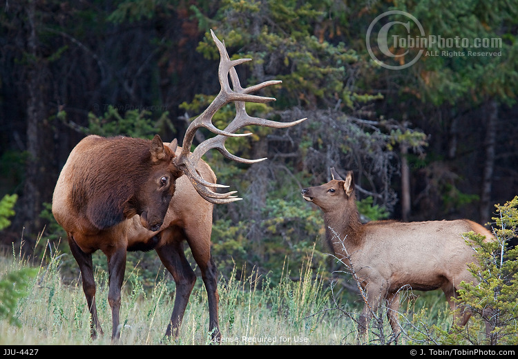 Aggressive Elk