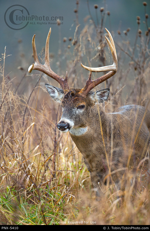Angry Buck Whitetail Deer Photo PNX-5410