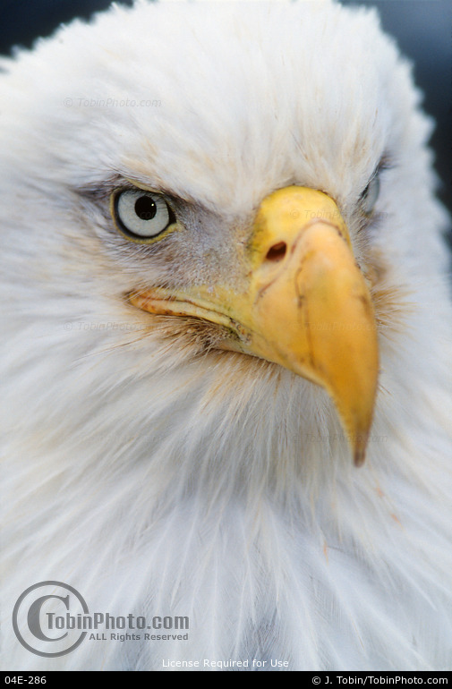 Bald Eagle Close-Up