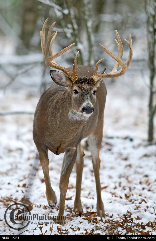 Buck in Snowy Forest