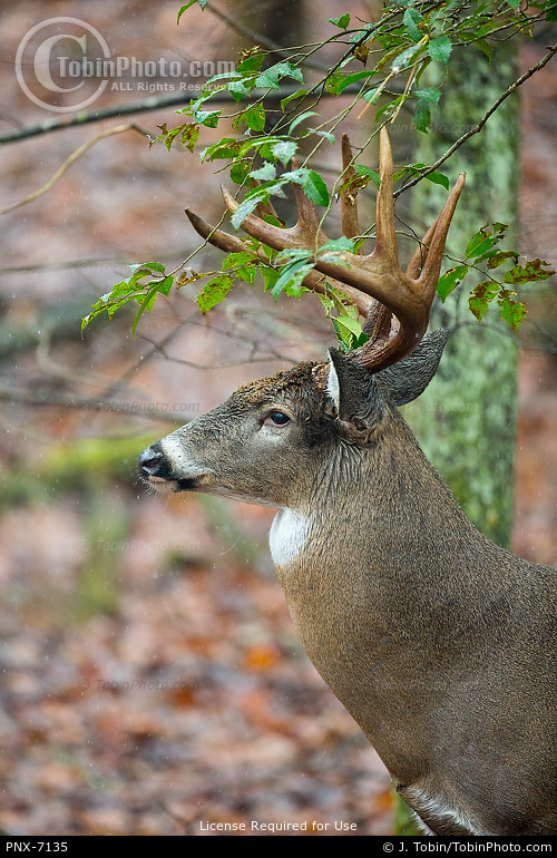 Big Buck in Woods PNX7135