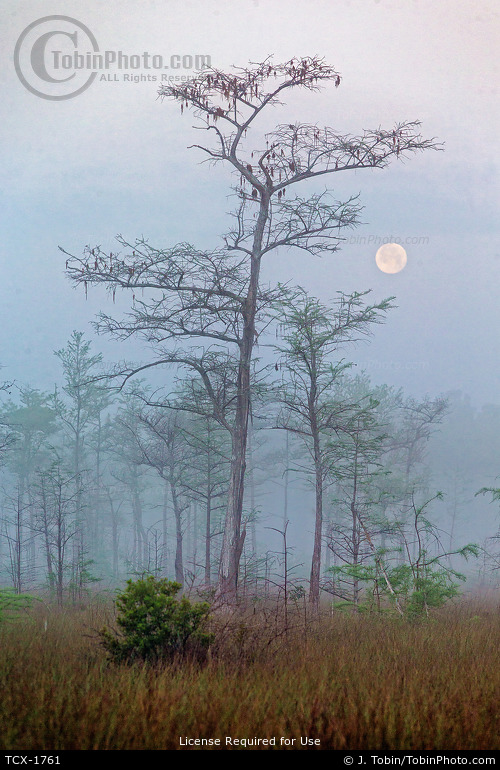 Big Cypress Moon