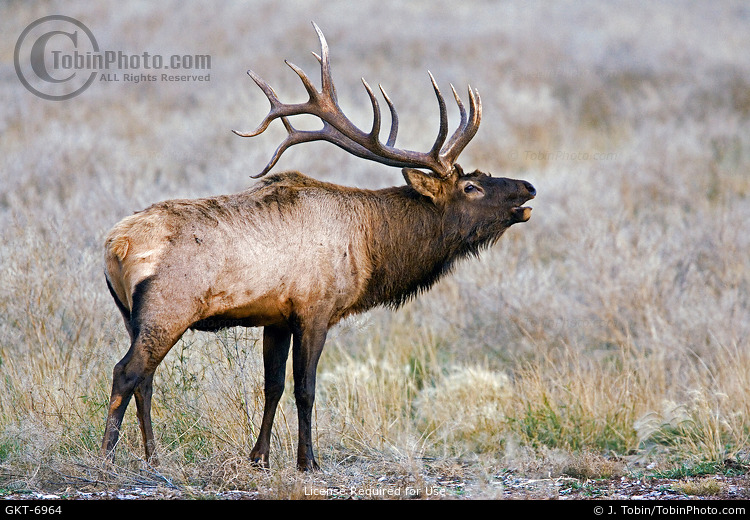 Big Elk Bugling