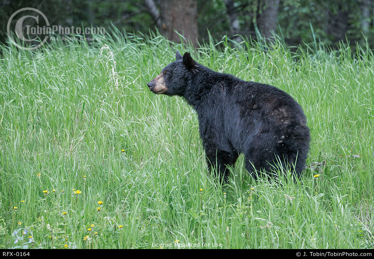 Black Bear in Tall Grass
