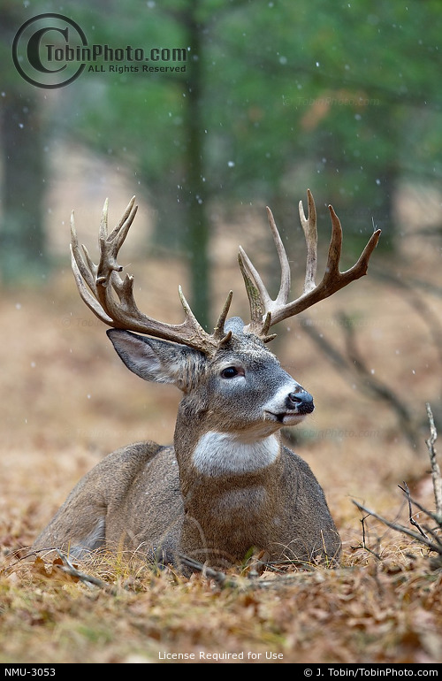 Big Buck Deer Laying Down NMU3053