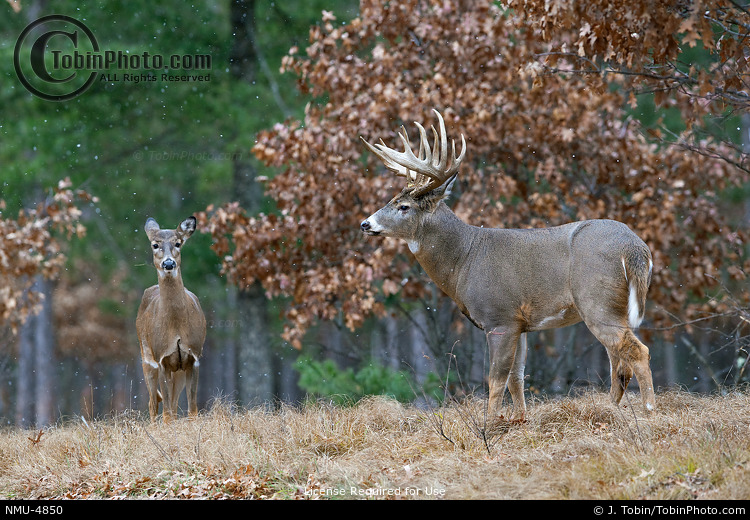 Buck and Doe Whitetails