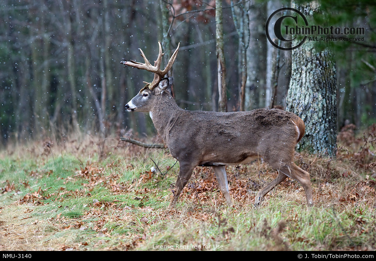Whitetail Deer Snowing NMU3140