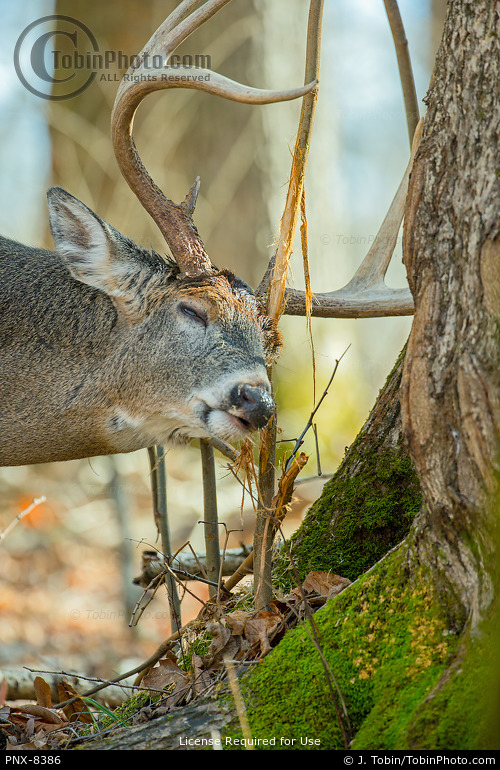Buck Whitetail Deer Rubbing Tree PNX8386