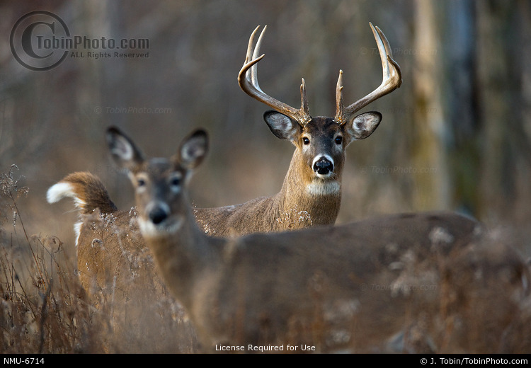 Whitetail Buck with Doe