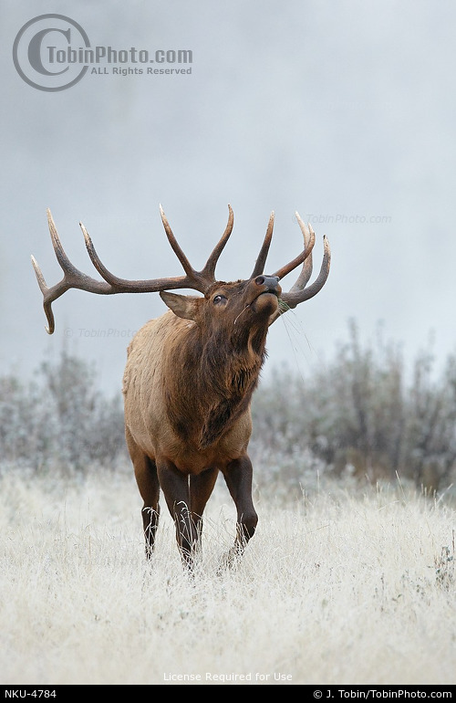 Bull Elk Behavior NKU4784