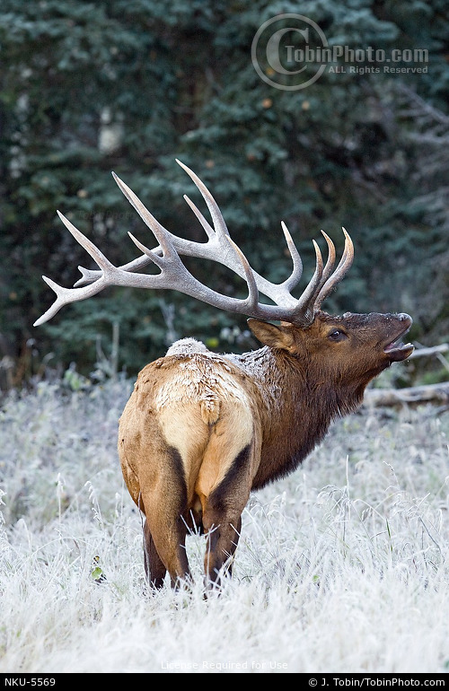 Bull Elk Bugling Photo NKU5569