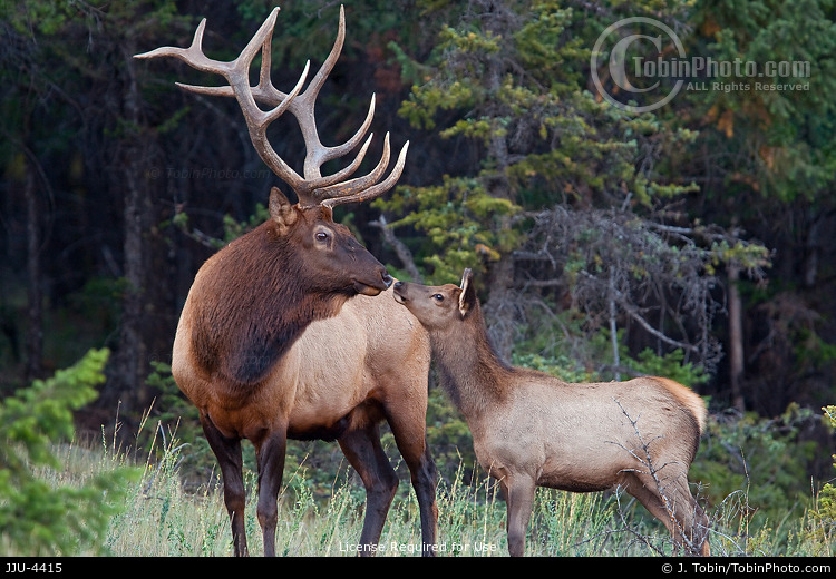 Calf & Bull Elk