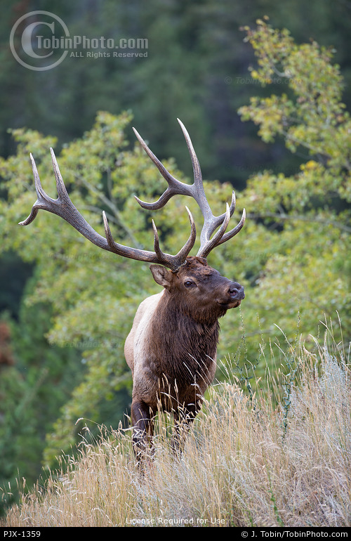 Bull Elk on Hillside