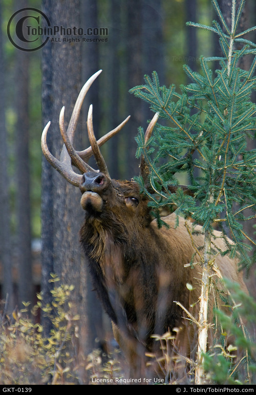 Elk at Rubbing Tree
