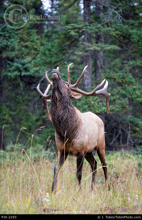 Bull Elk Threat Posture