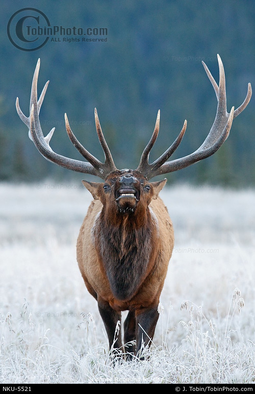 Bull Elk Behavior