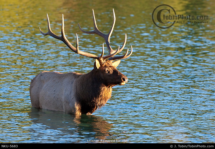 Elk in Water