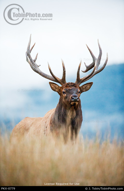 Bull Rocky Mountain Elk