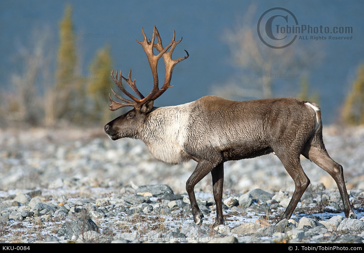 Bull Woodland Caribou