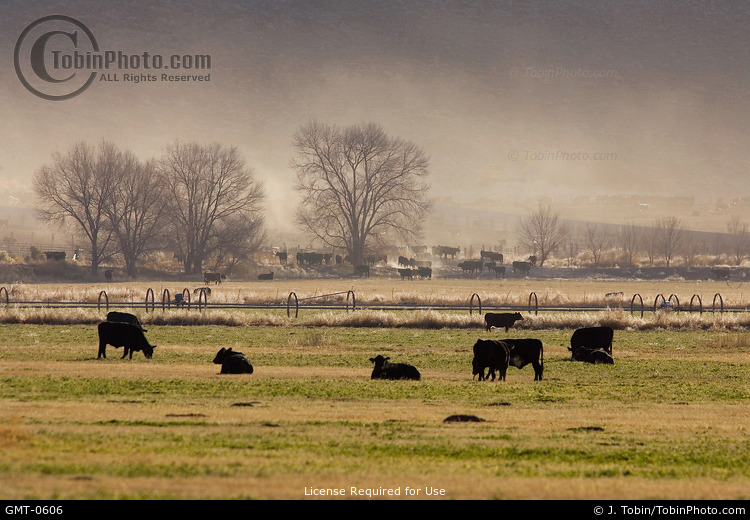 Cattle Ranch Scene