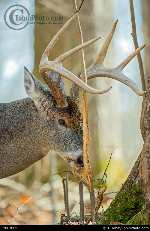 Buck Whitetail Deer Chewing Bark From Rubbing Tree PNX8375