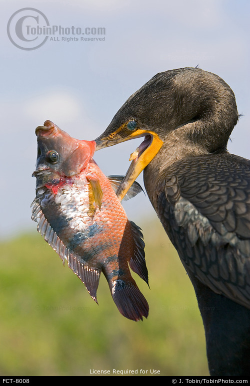 Cormorant with Fish