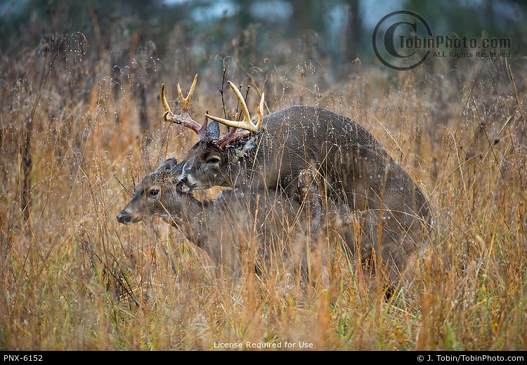 whitetail-deer-mating-pnx-6152