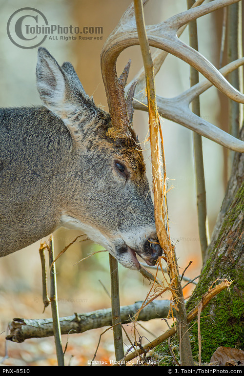 Buck Whitetail Deer Scent Marking Tree PNX8510