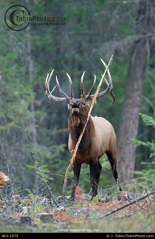 Elk Bugling Photo JKU1575