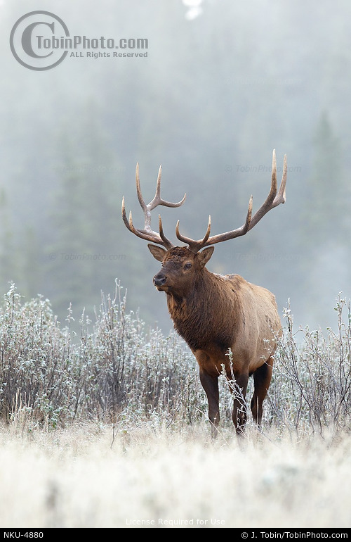 Elk in Morning Fog