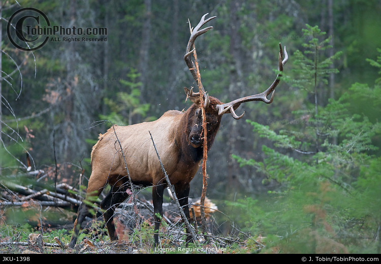 Elk Rubbing Tree