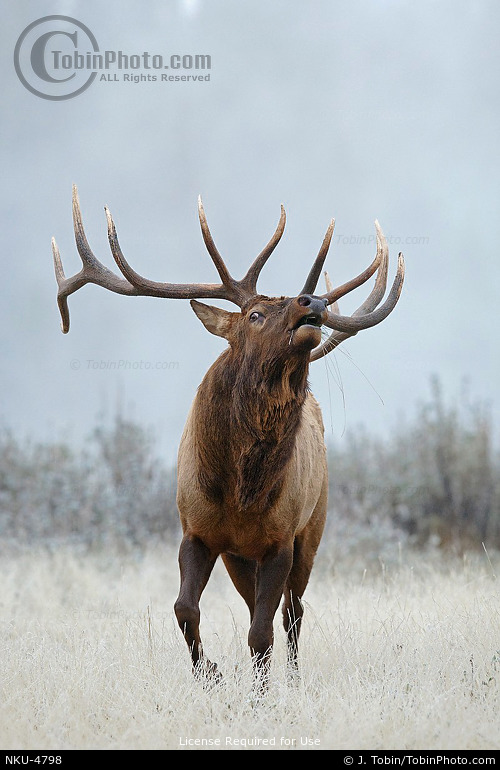 Elk Threat Behavior