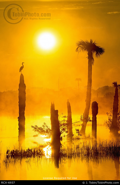 Florida Wetlands Sunrise