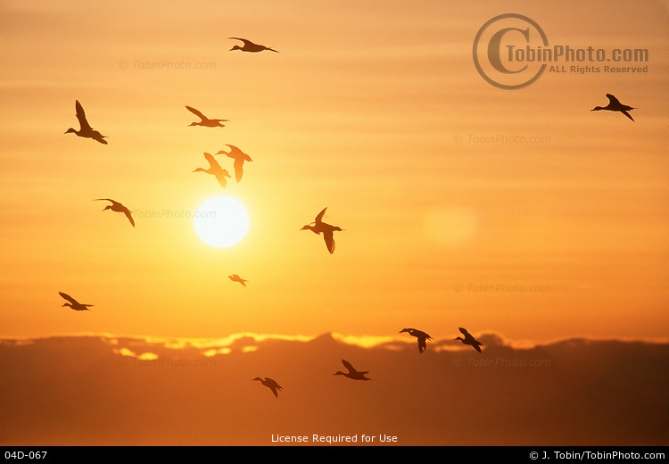 Ducks at Sunset
