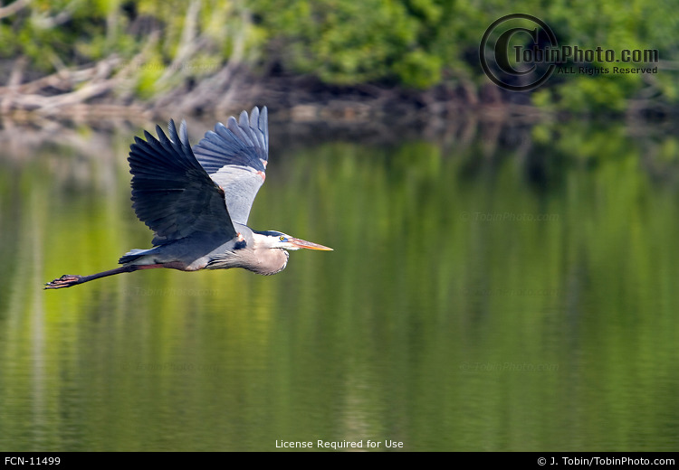 Great Blue Heron Flying