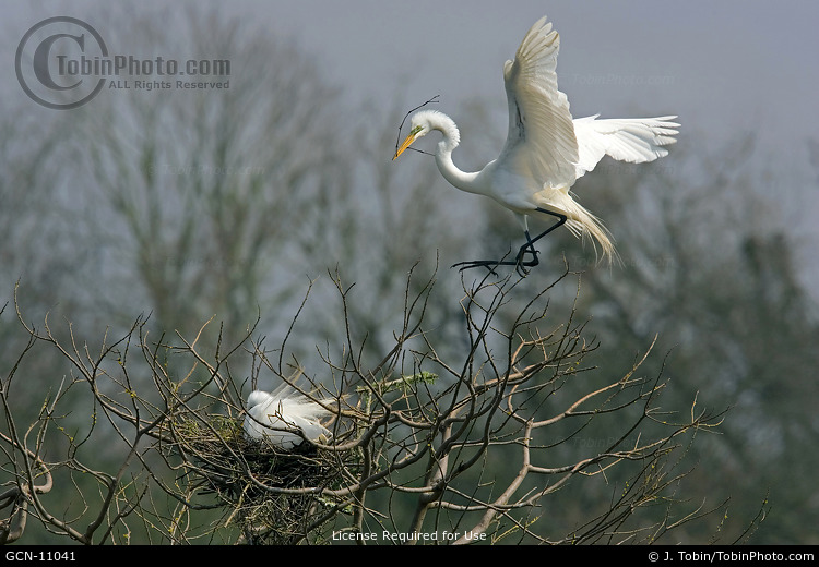 Great Egrets Nesting