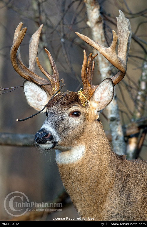 Heavy Buck Whitetail Deer