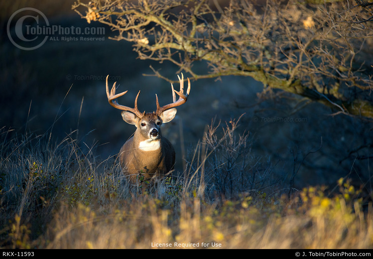 Buck Emerging from Shadows