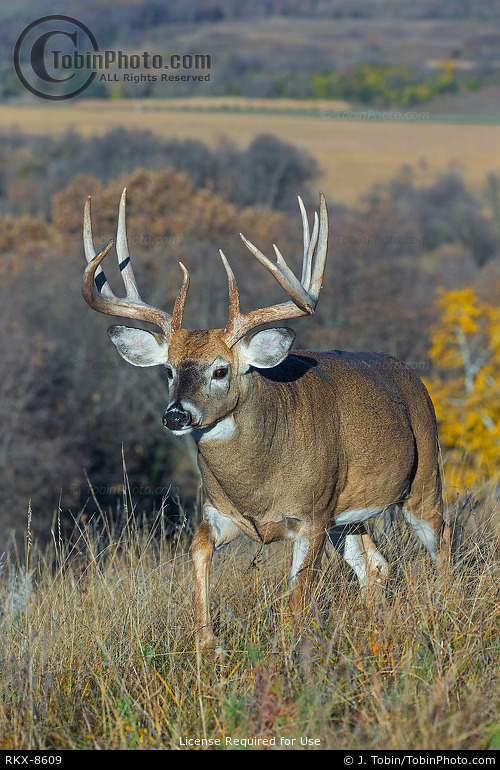 Whitetail Buck & Fall Colors
