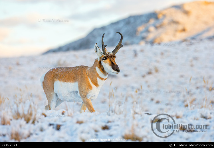 Pronghorn in Snow