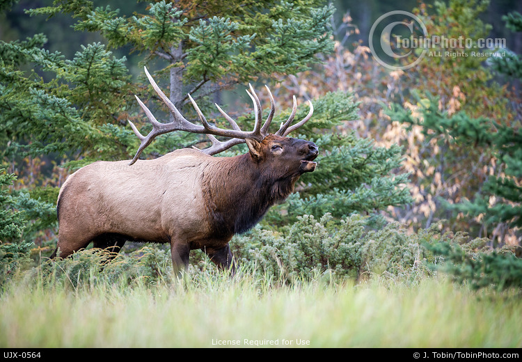 Rocky Mountain Elk Bugling