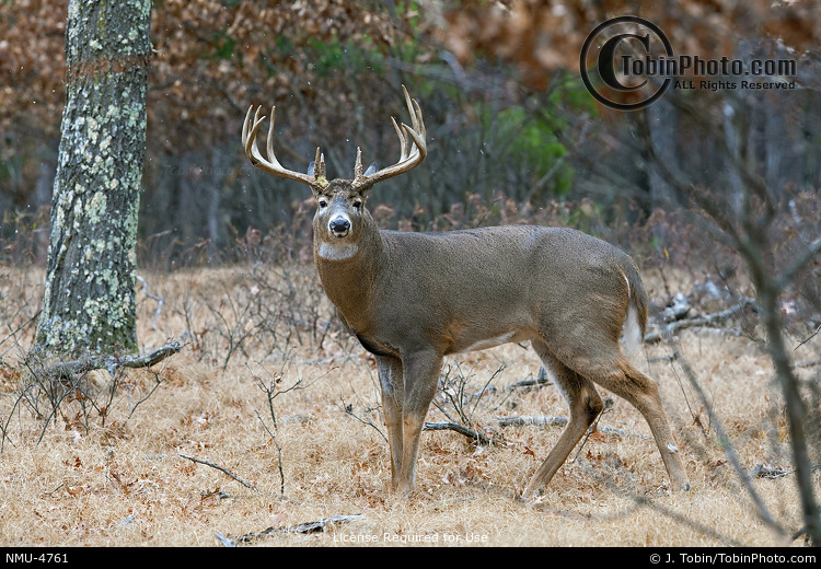 Rutting Buck Photograph NMU4761