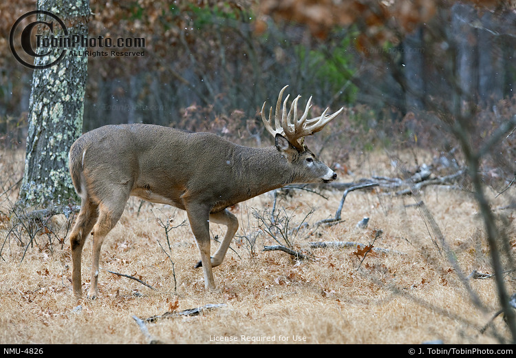 Rutting Buck Behavior NMU4826