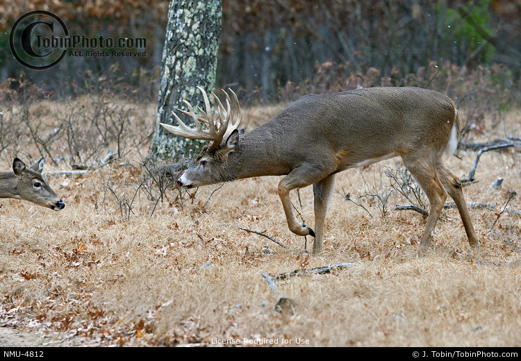 Rutting Buck Behavior Picture NMU4812