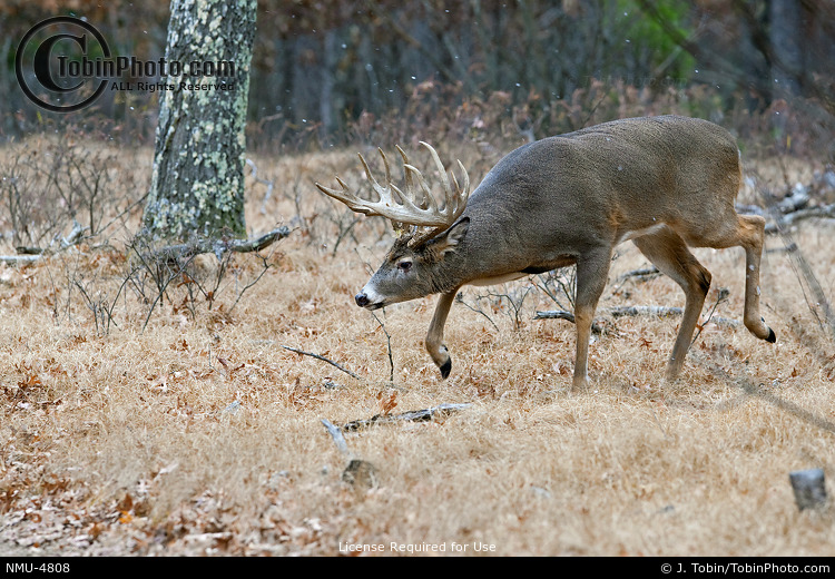 Big Rutting Buck Behavior NMU4808