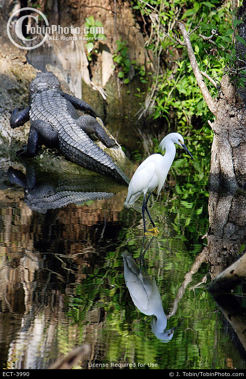 Snowy Egret & Alligator