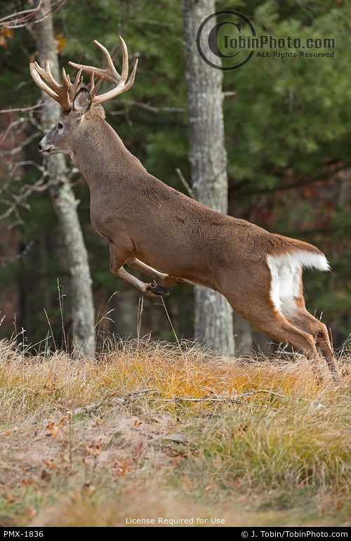 Startled Whitetail Deer