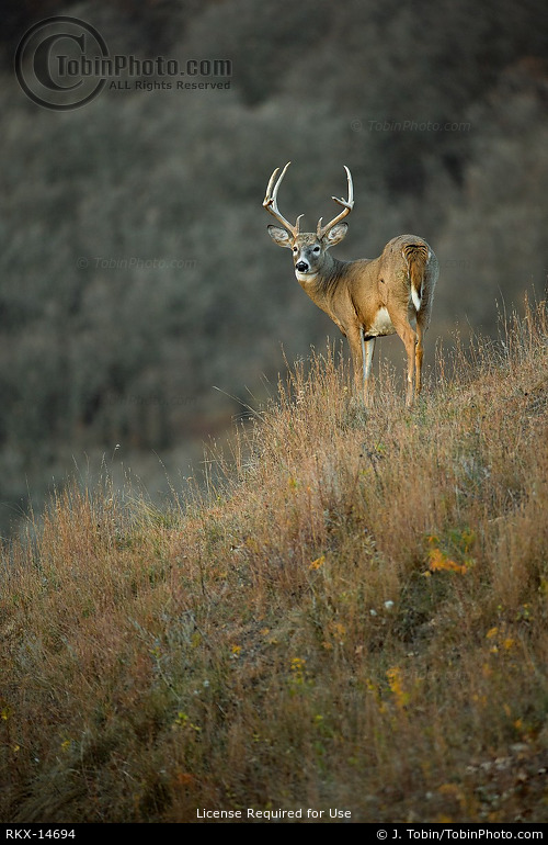 Whitetail Buck on Hillside