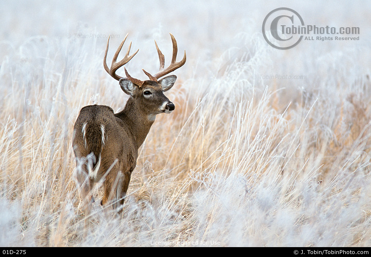 Whitetail Buck in Frosty Grass