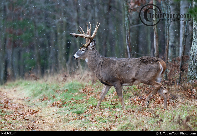 Whitetail Deer Snowing NMU3144